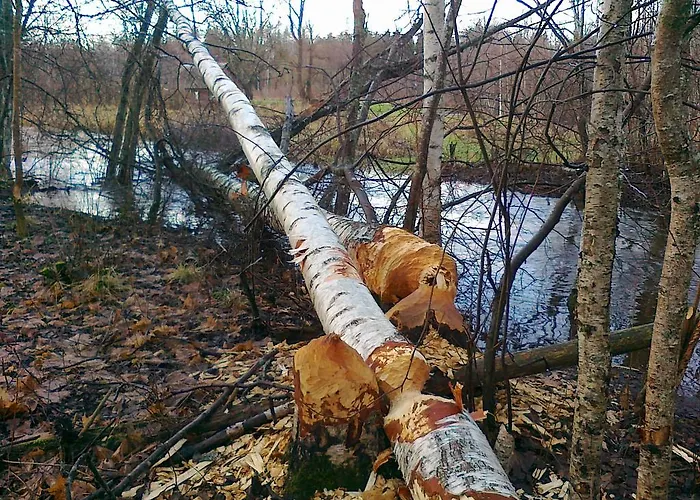 פארק נופש Center *